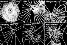 Nasa-spiders-drugs-experiment (1).jpg